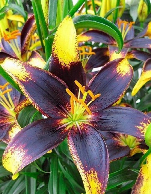 Лилия Лайон Харт